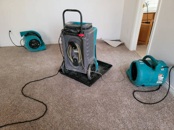 Best Professional water damage repair  in Tiptonville, TN