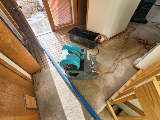 Best Water damage restoration specialists  in Tiptonville, TN
