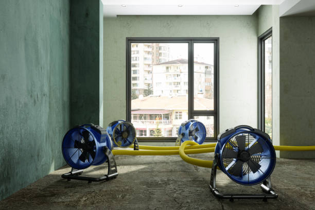 Best Water damage contractors near me  in Tiptonville, TN