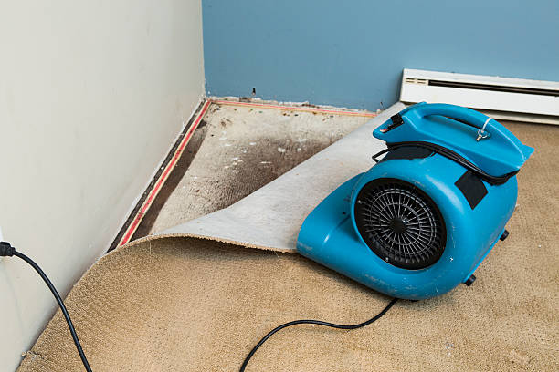 Best Flood damage cleanup  in Tiptonville, TN